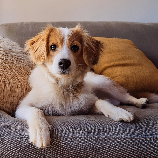 Reference Image AI Dog